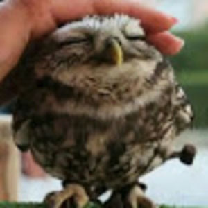 Meet your Posher, Lizzy